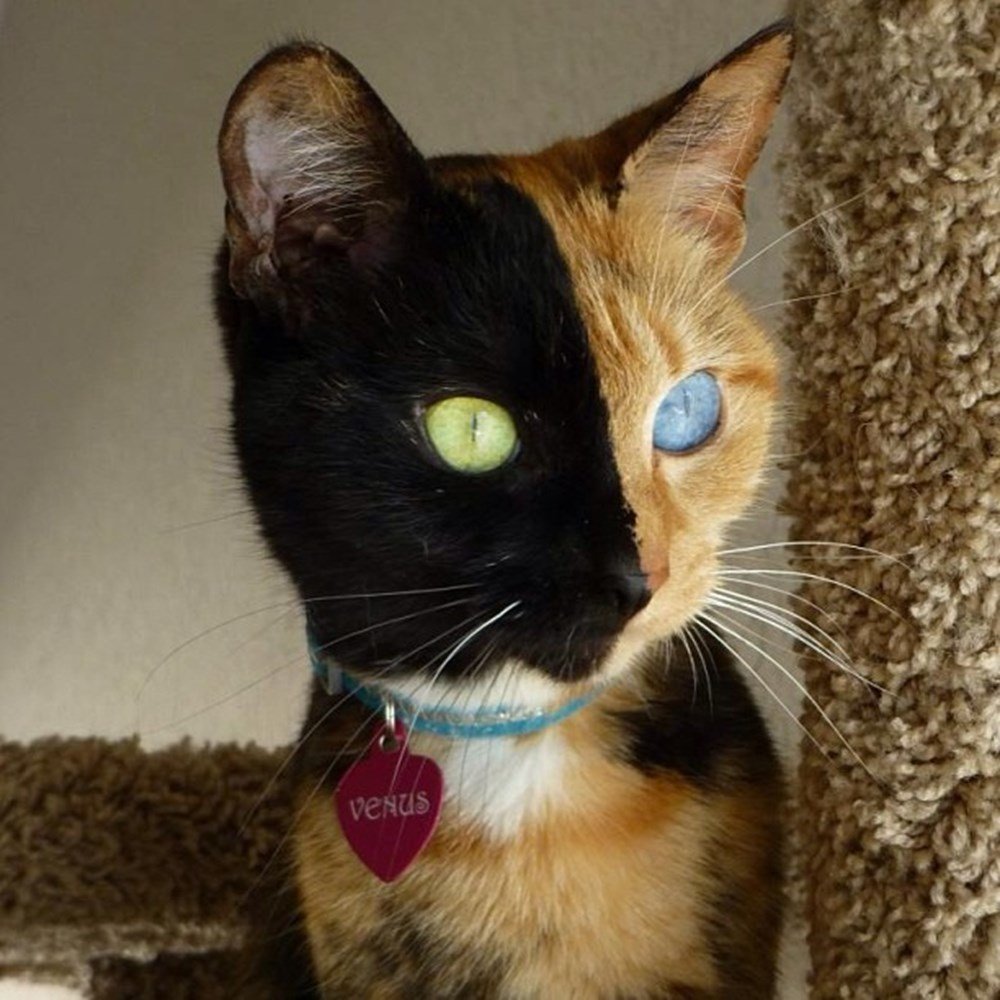 Двуликая кошка Химера