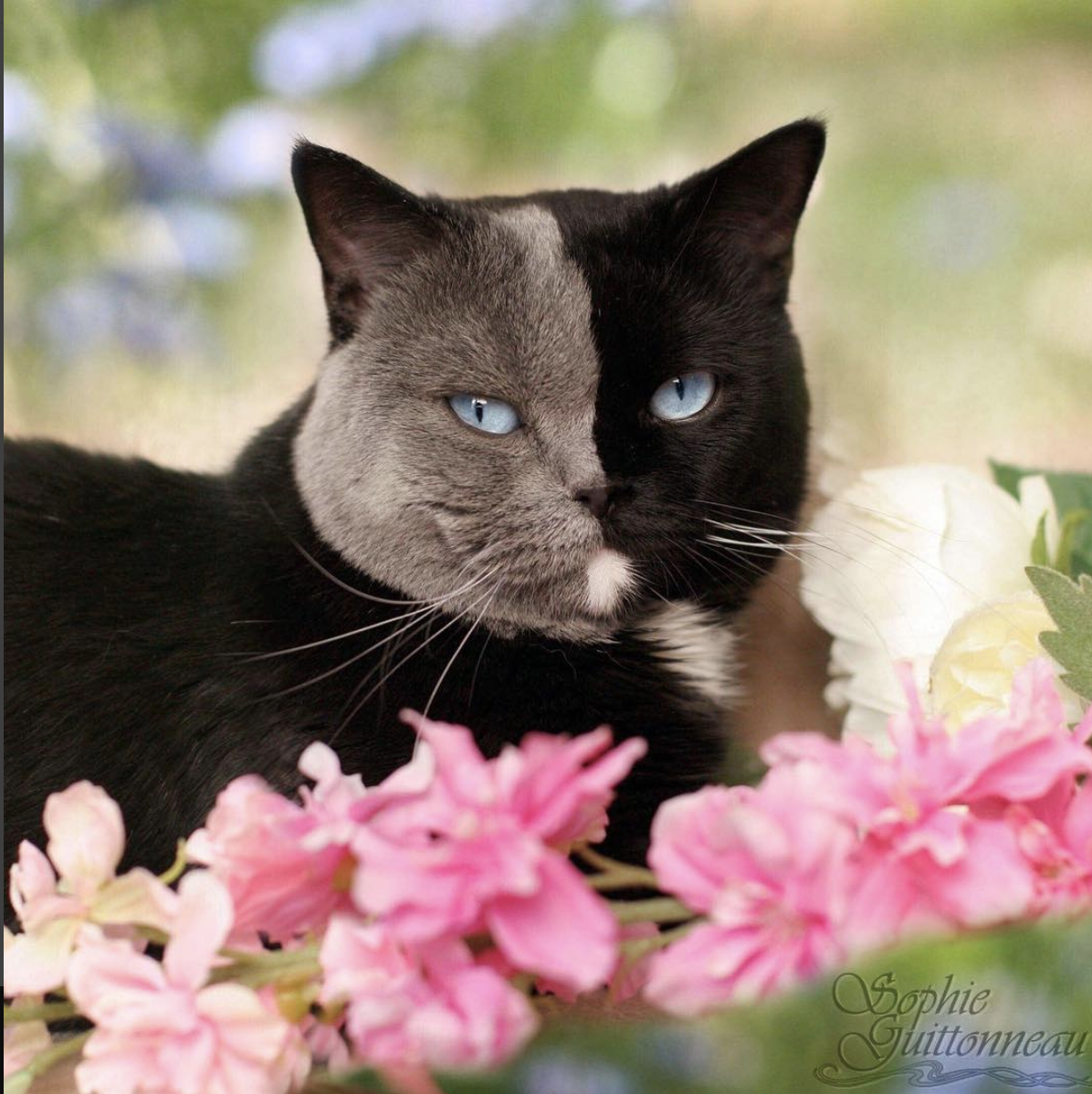 Двухцветная кошка Венера