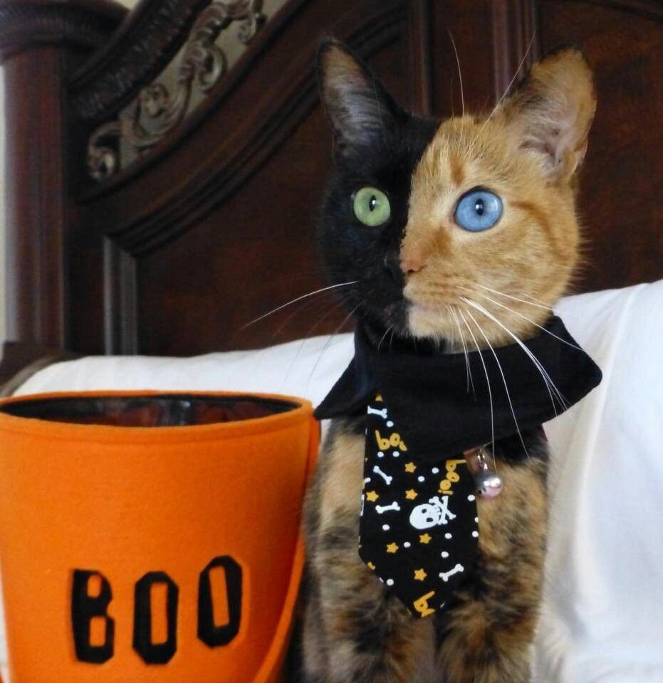 Двуликая Химера