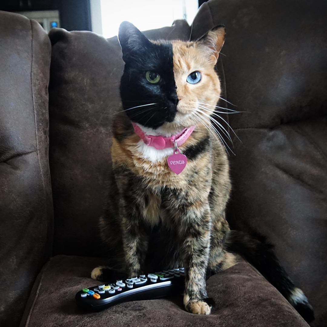 Половина морды кошки