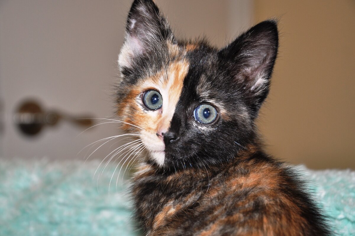 Двуликая кошка Венера