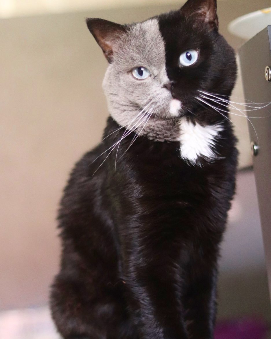 Химера кот Нарния