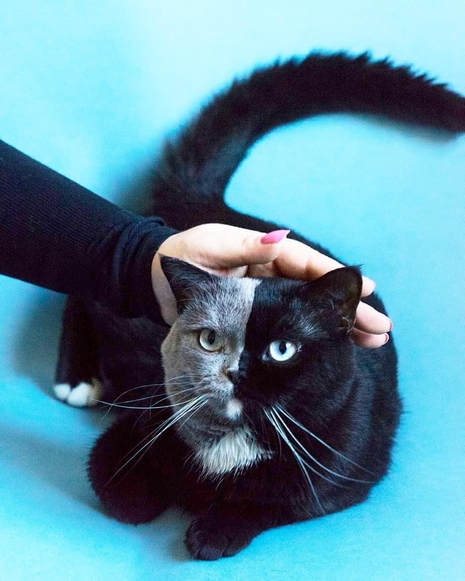 Boo Halloween прикол кот