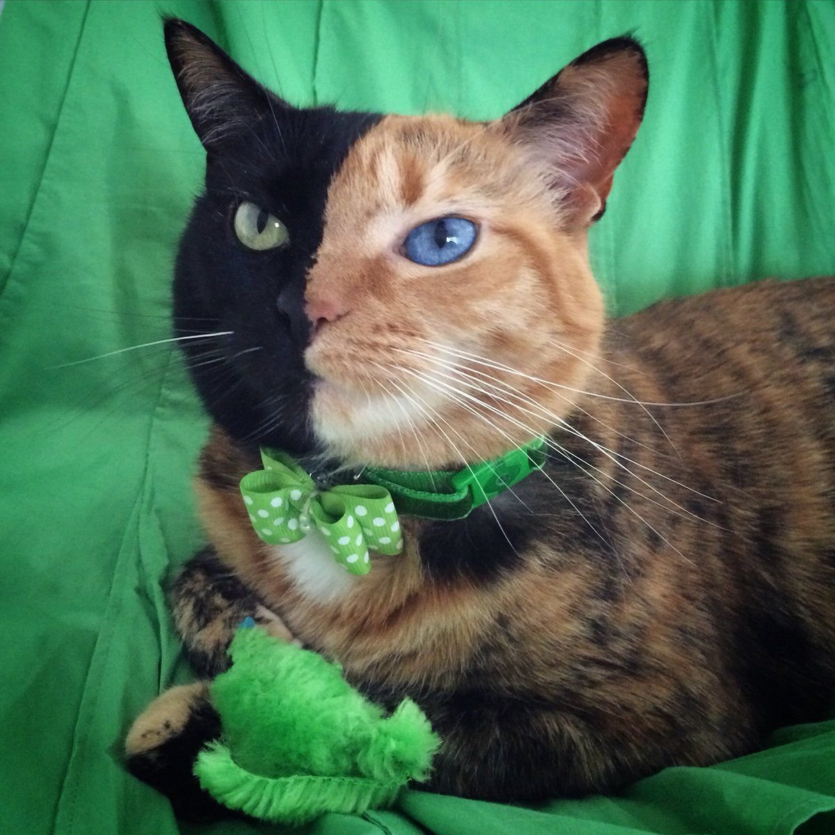 Химеризм у животных