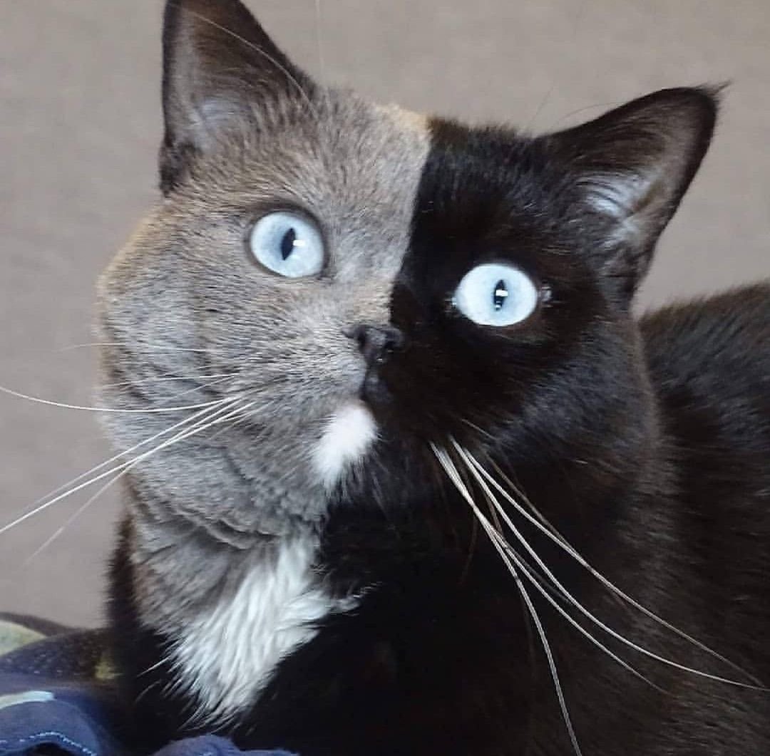 Двуликая кошка Венус