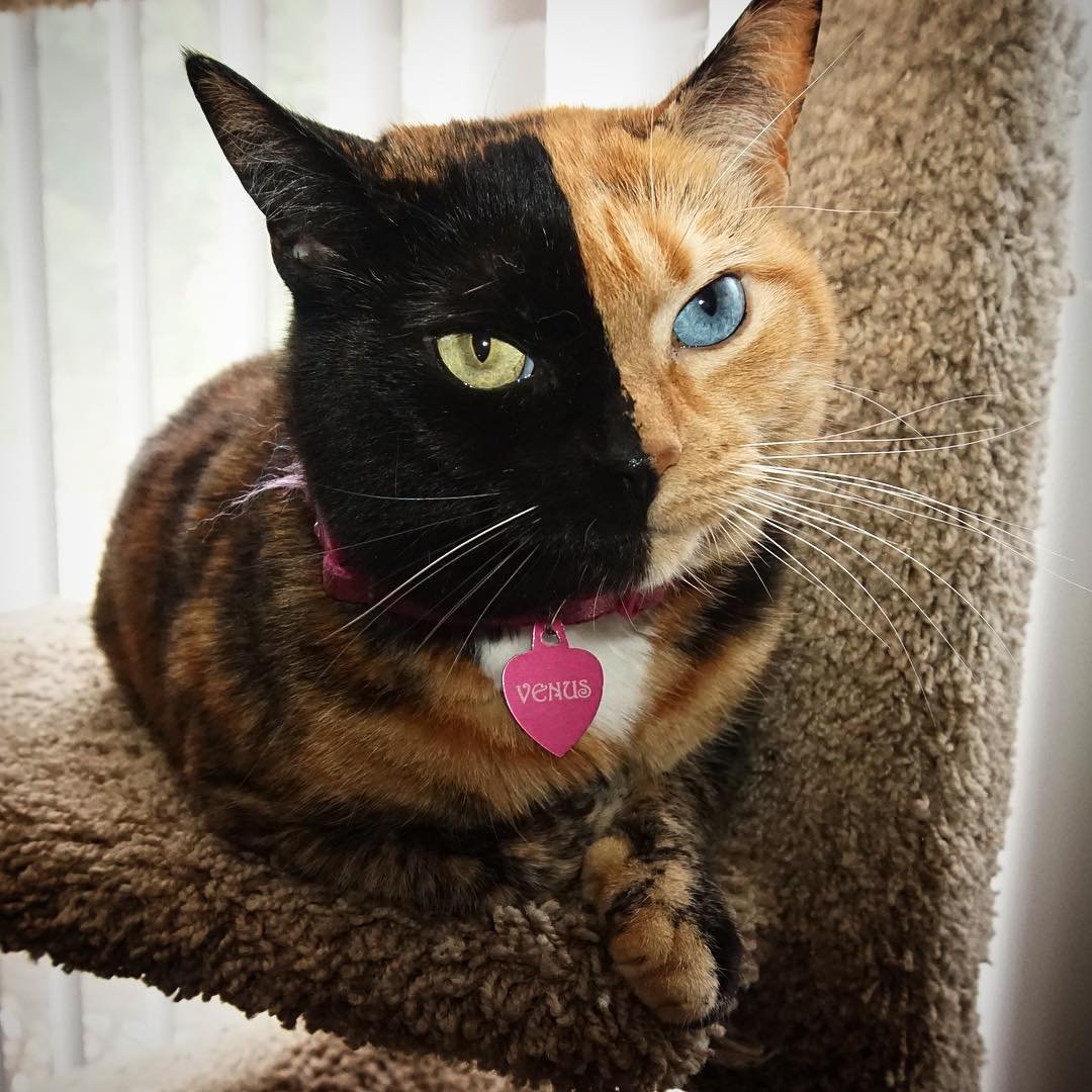 Мифические коты