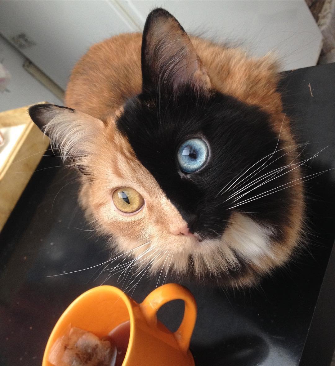 Центральная гетерохромия у кошек