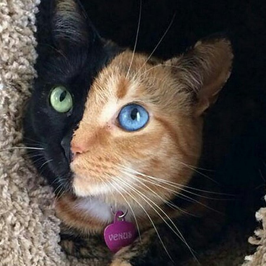 Двуликая кошка Венера
