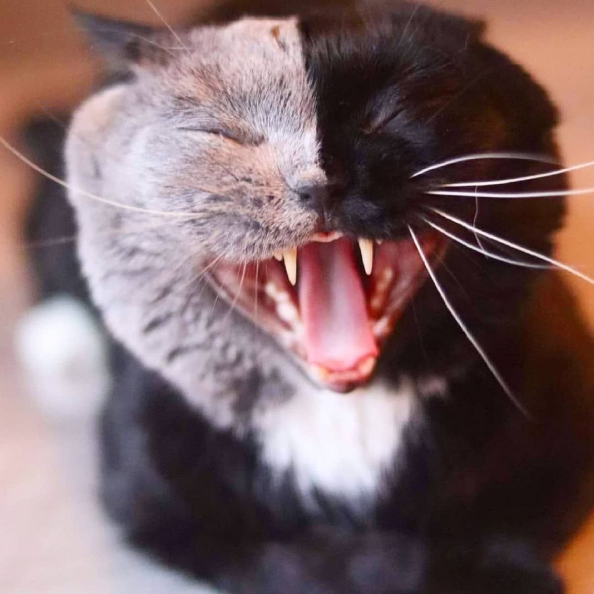 Шотландская кошка в Чернобыле кошка Химера