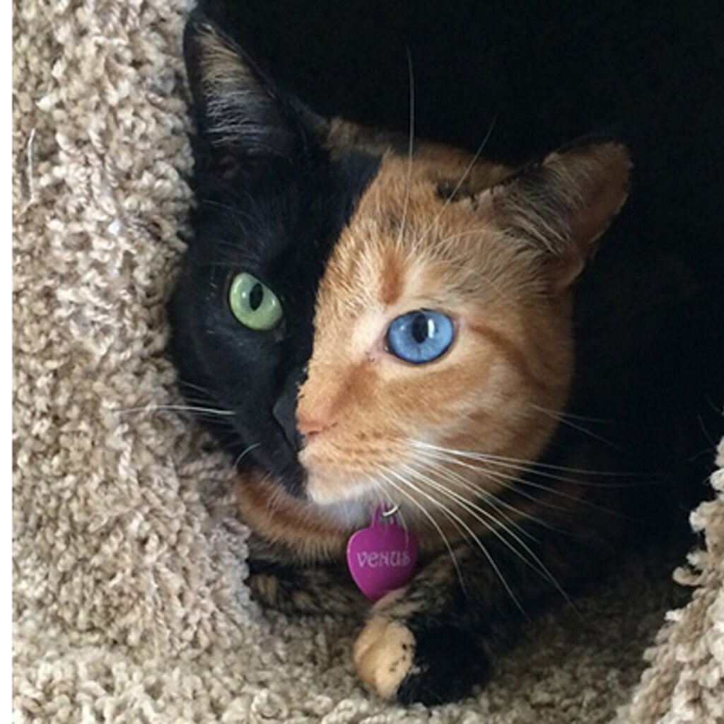 Кошка по имени несся