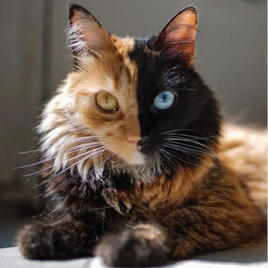 Кошка Венера