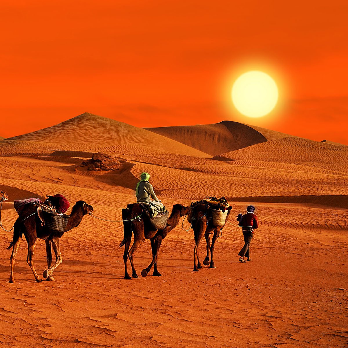 Караван полей. Караван верблюдов. Караван в пустыне. Верблюд в пустыне.