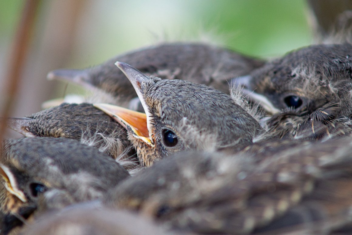 Птенец дрозда желторотик