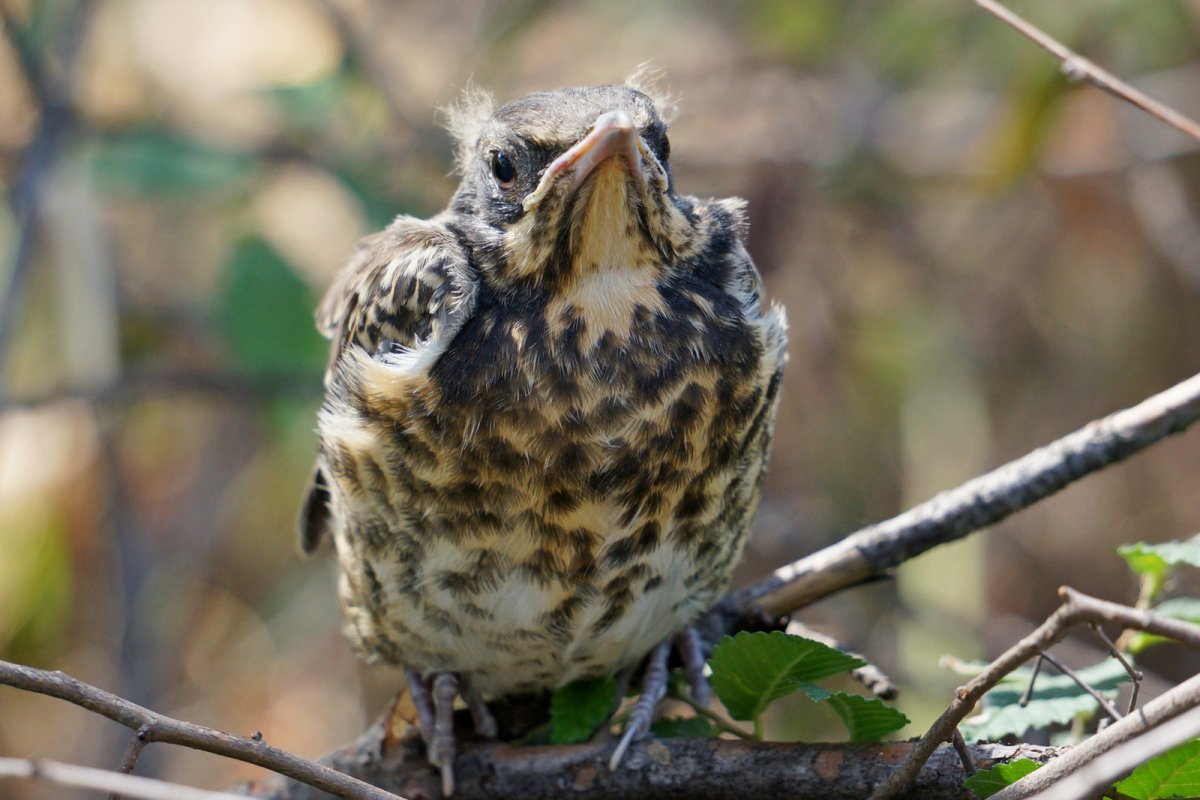 Птенец дрозда рябинника
