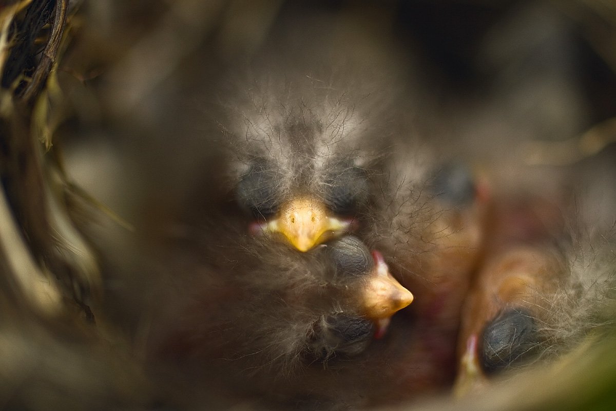 Птенец черного дрозда