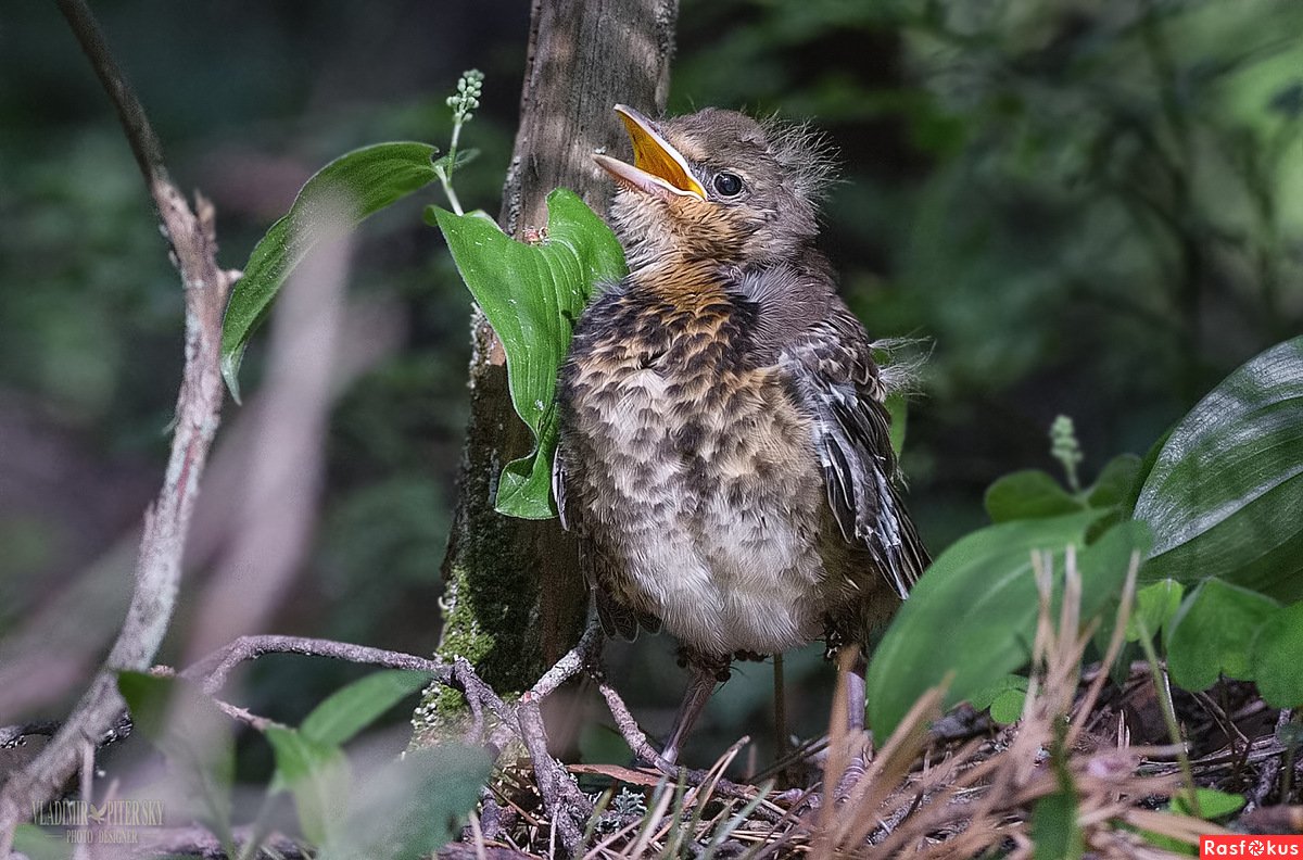 Птенец слеток