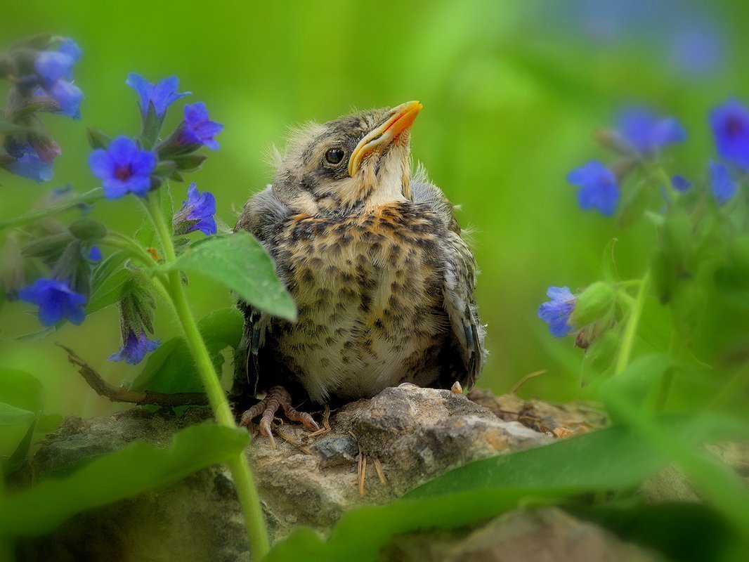 Дрозд обыкновенный птенец