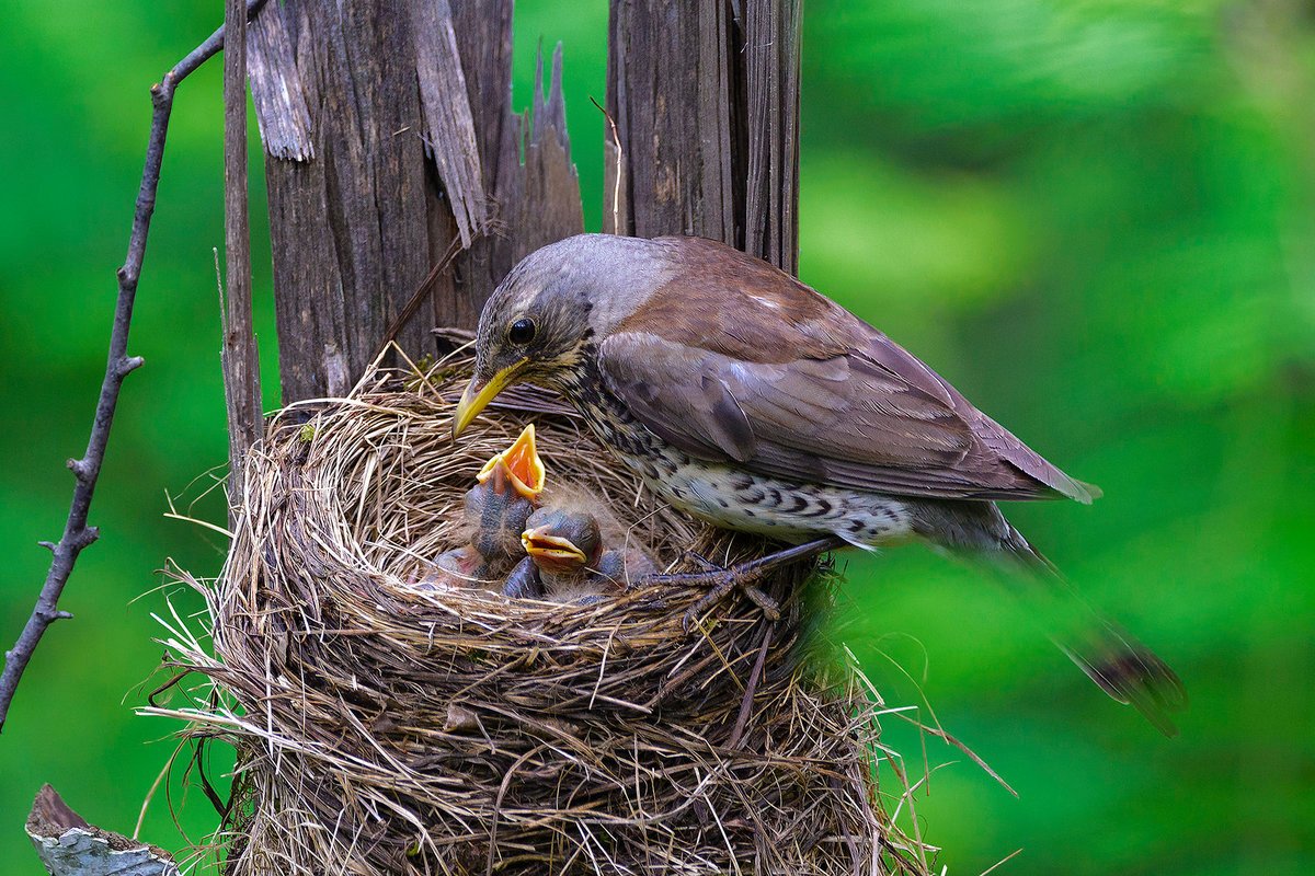 Желтый птенчик гнездо