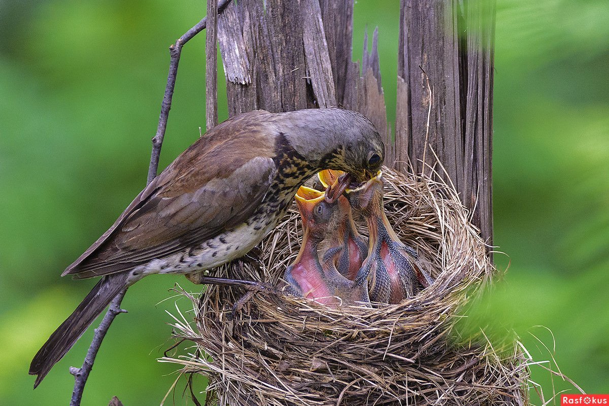 Голодные птенцы в гнезде