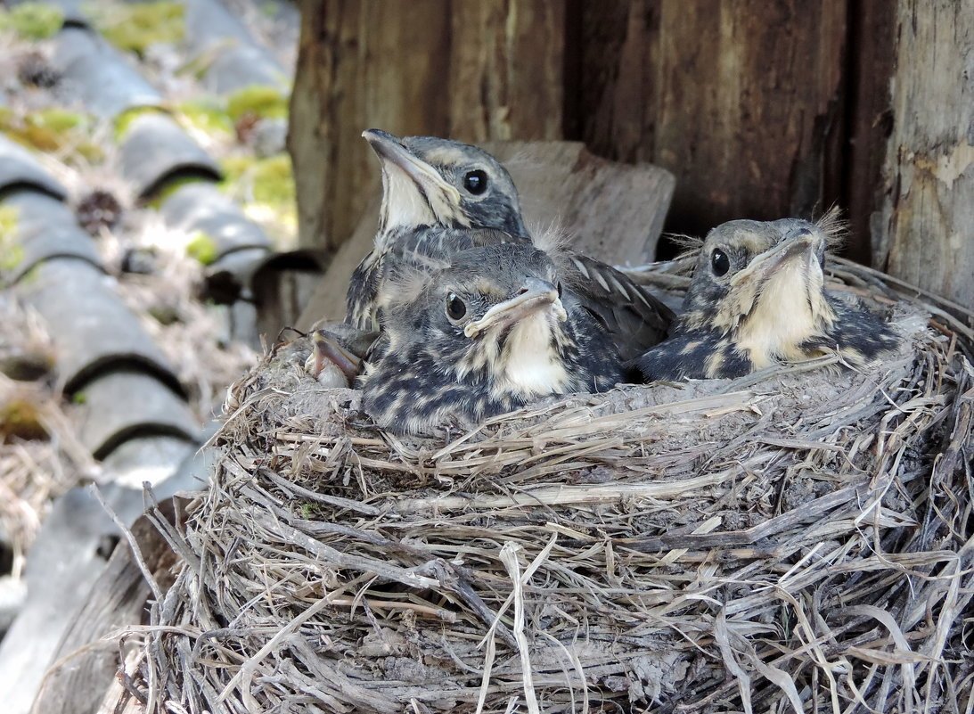 Горихвостка Чернушка гнездо