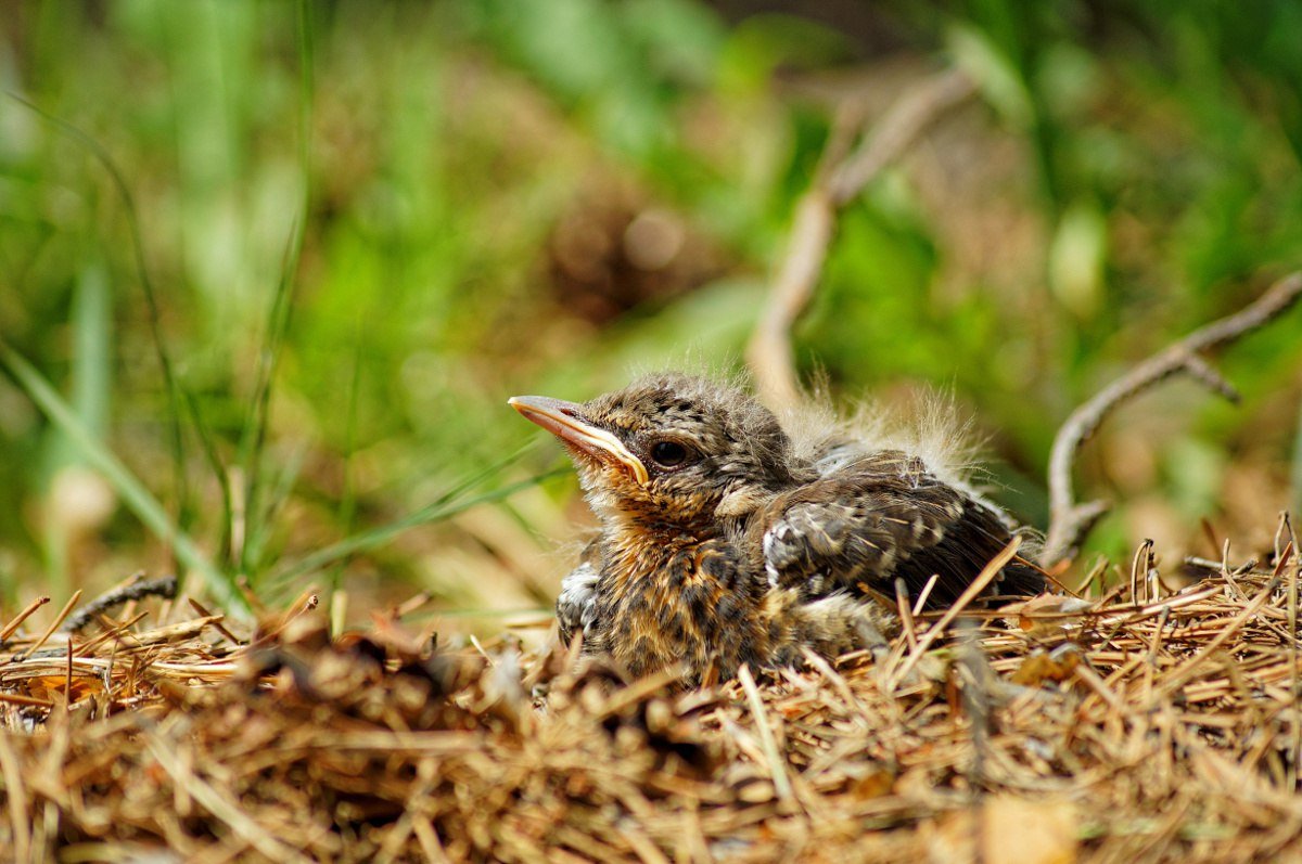 Рябинник гнездо на столбе