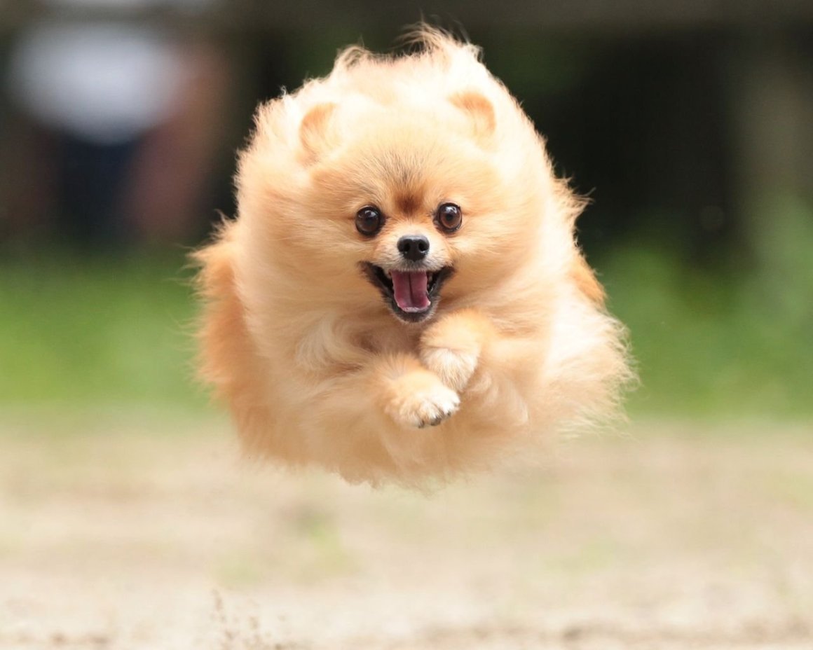 Маленькие породистые собачки