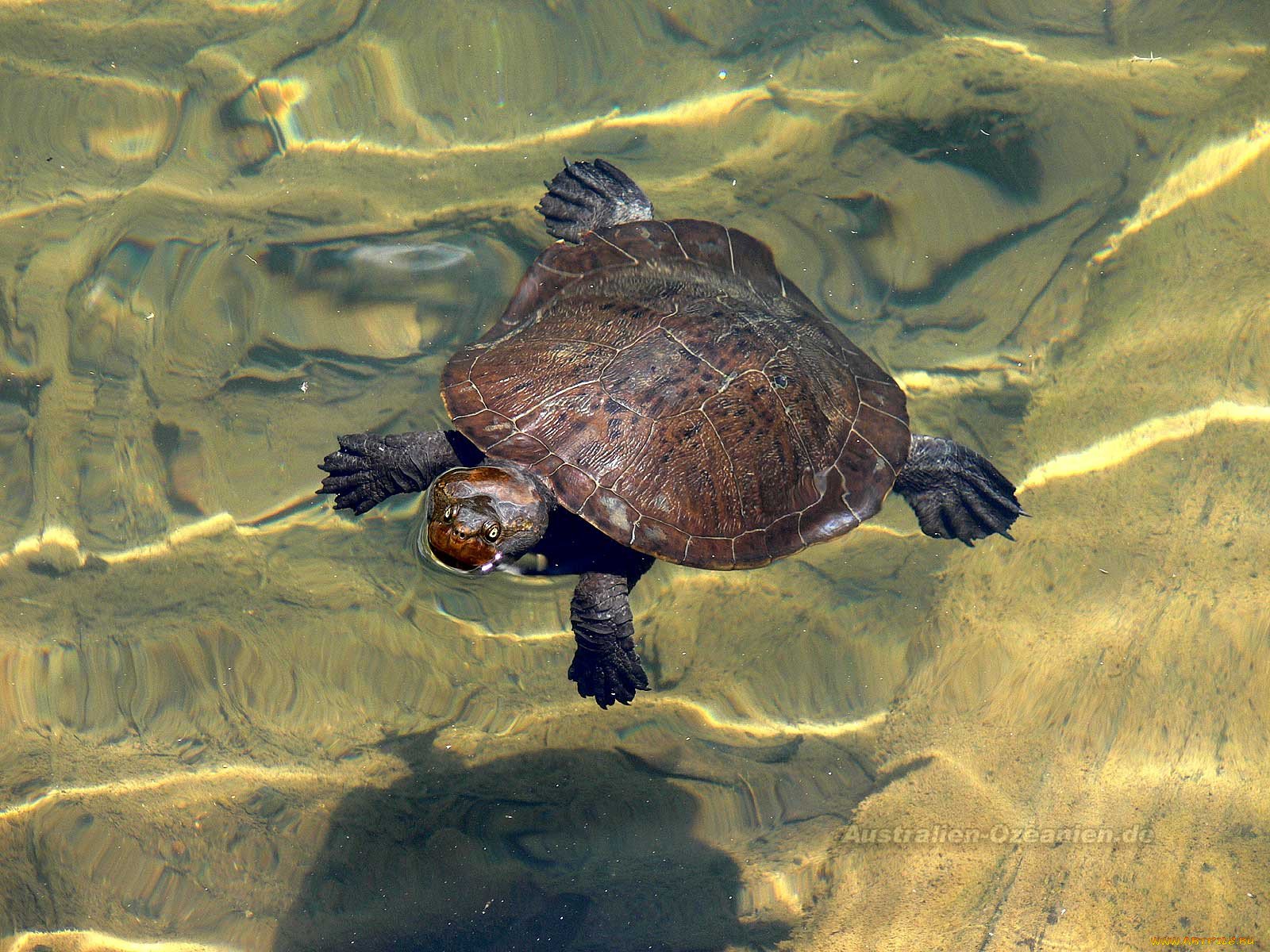 Ласты черепахи. Шпорцевая черепаха. Красноватая иловая черепаха. Мягкотелая черепаха. Черепаха водоплавающая.
