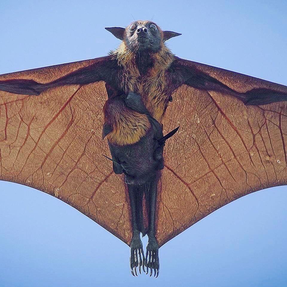 Молотоголовый крылан