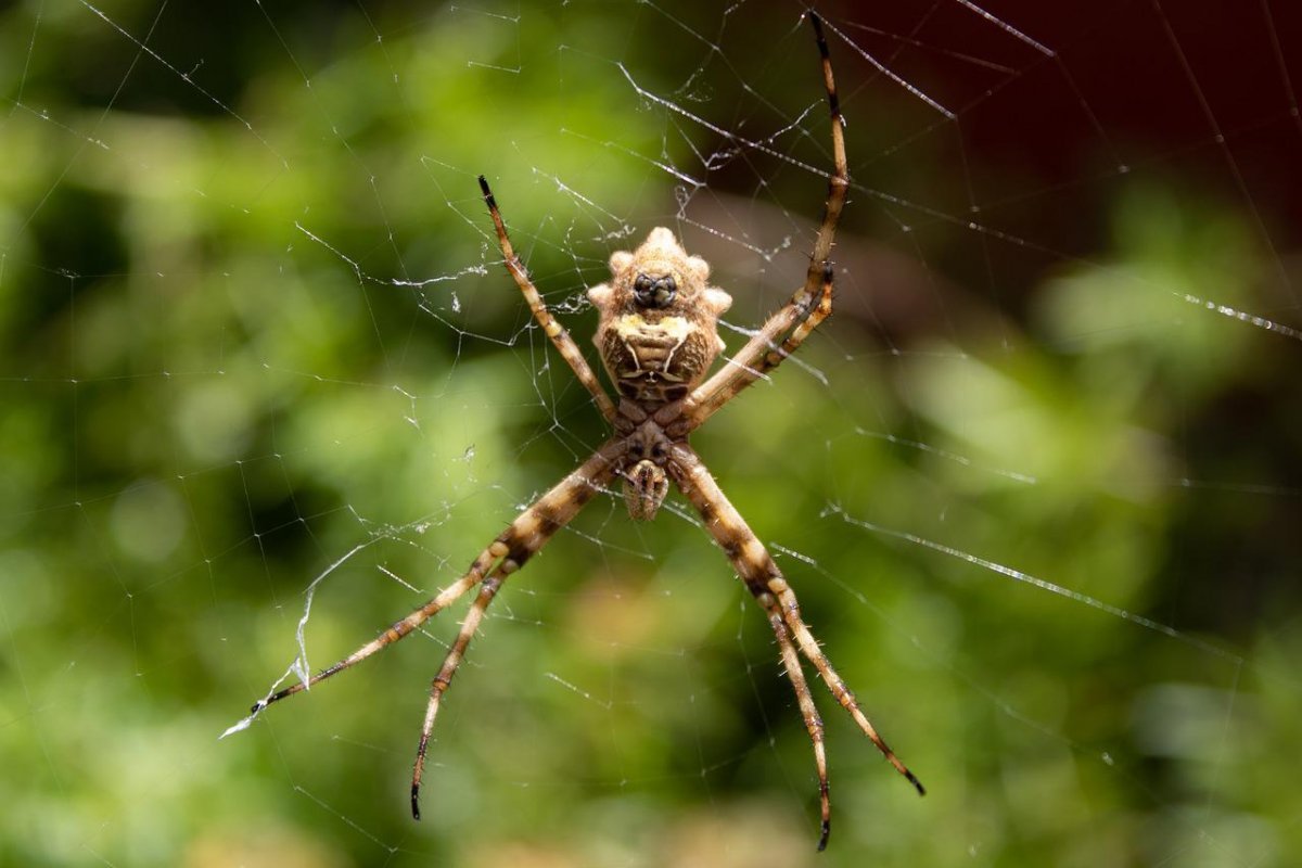 Пауки в природе