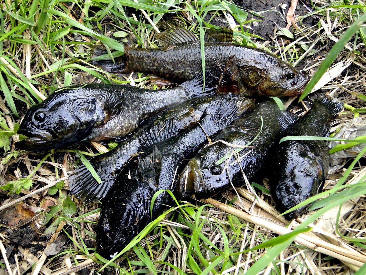 Ротан большой