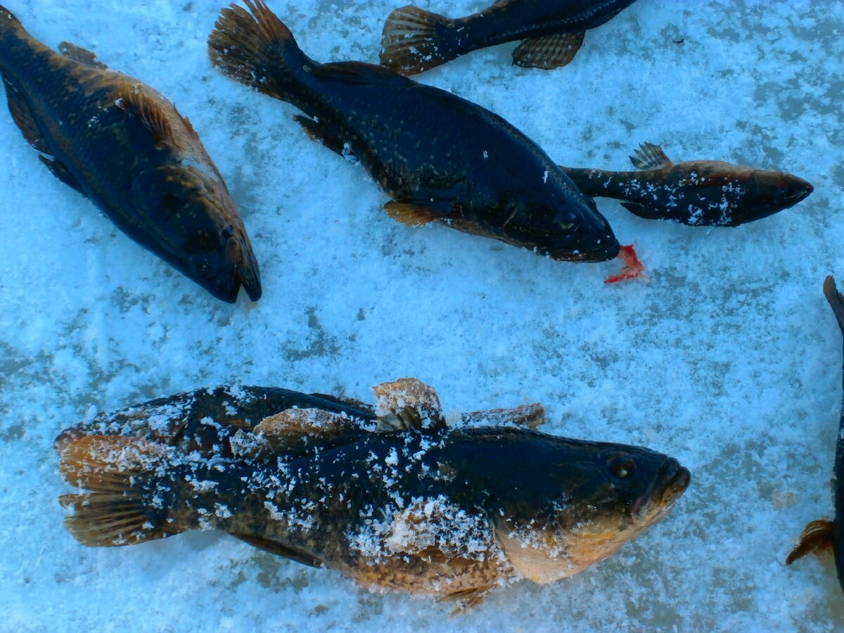 Амурский ротан