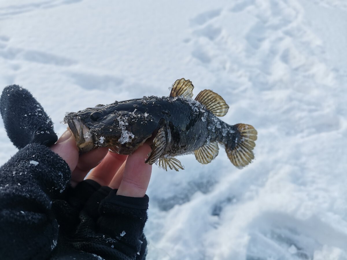 Бычок подкаменщик Черноморский