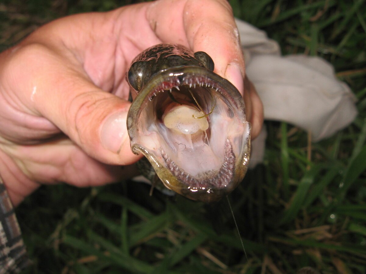 Нургуш рыбы