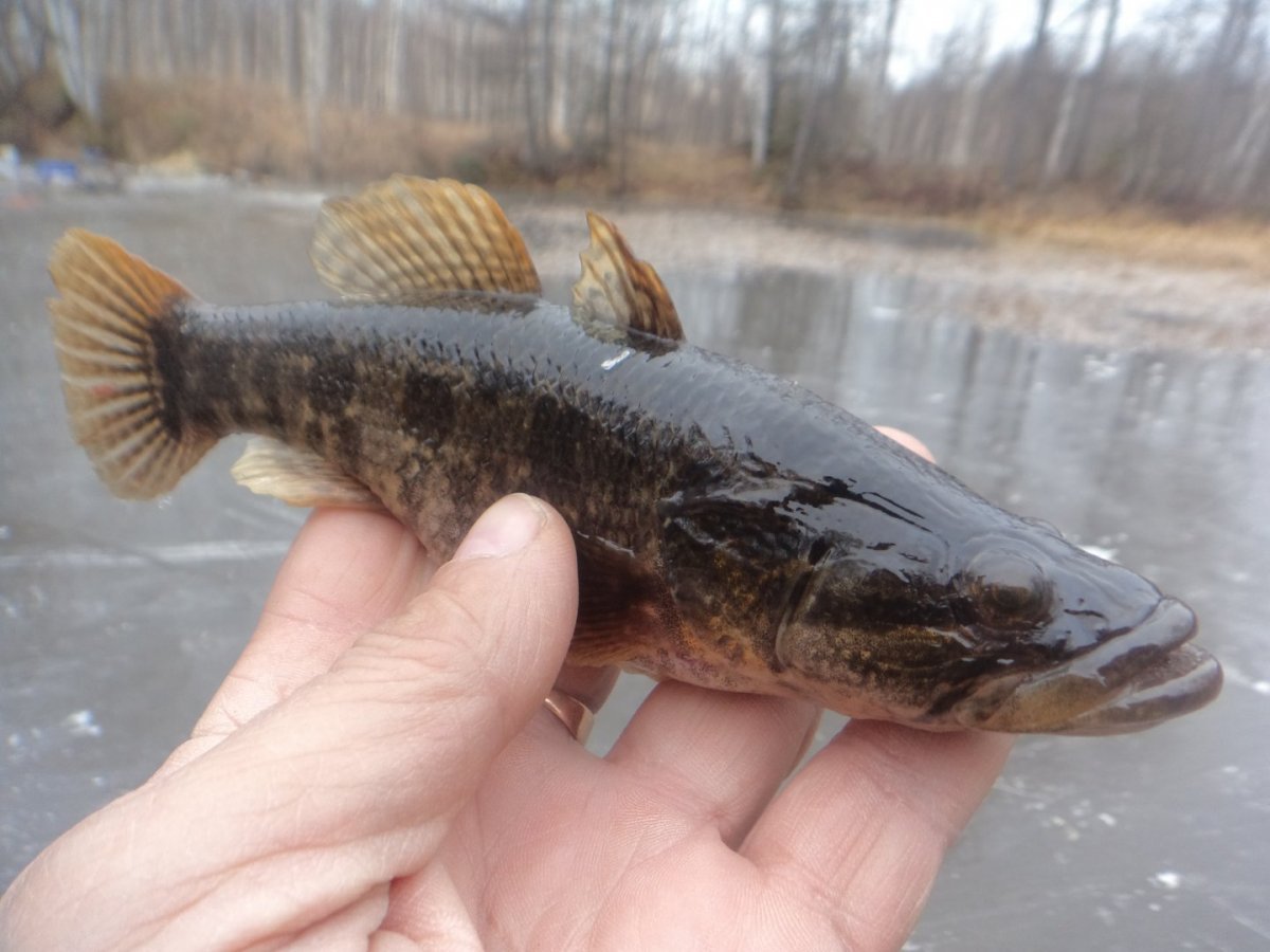 Ротан рыба большой