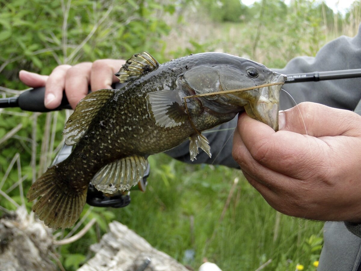 Окунь МУТАНТ