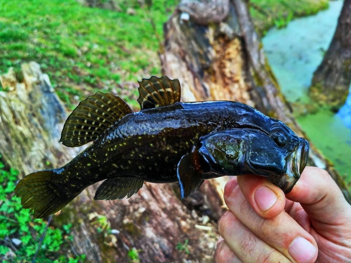 Ротан головешка рыба