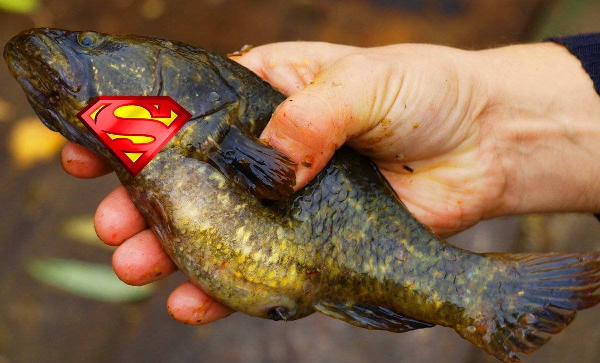 Головешка-ротан большой