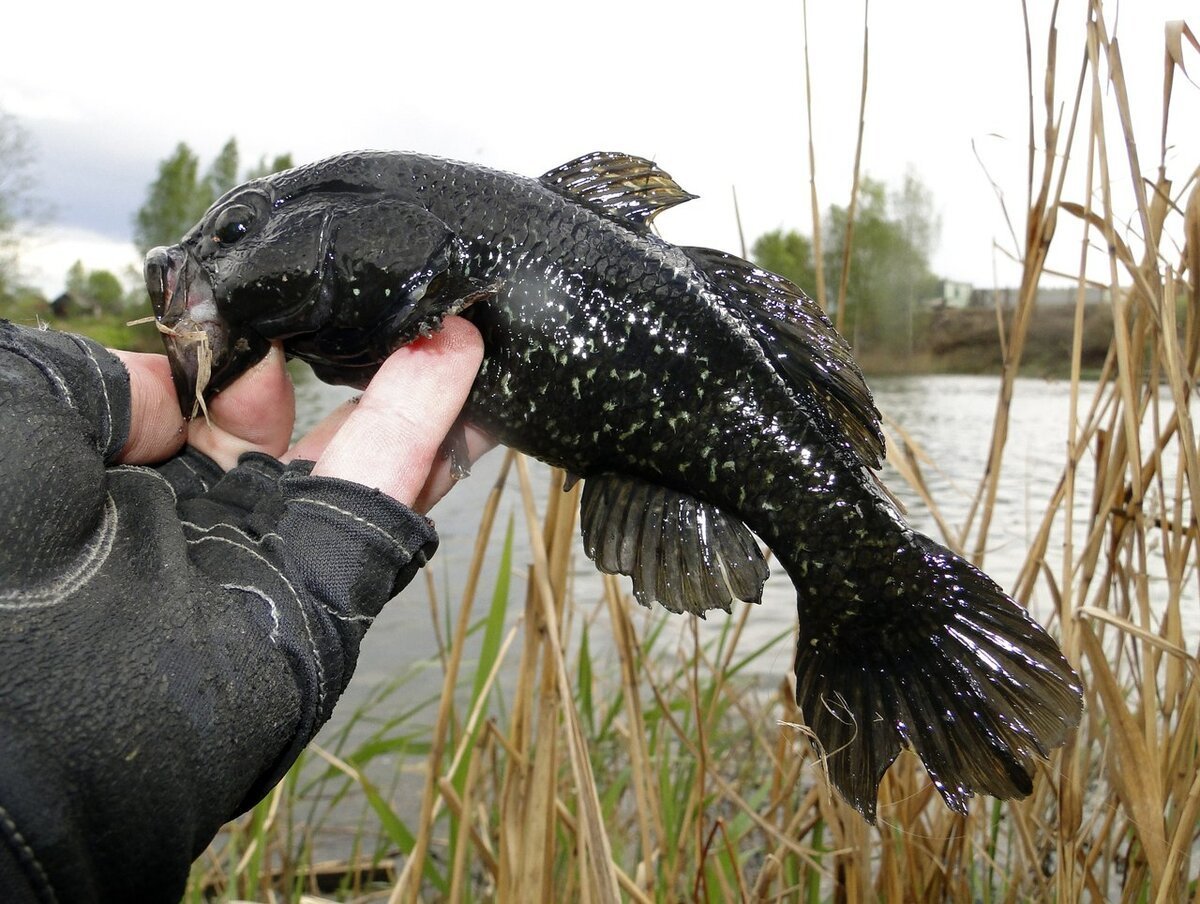 Ротан головешка рыба