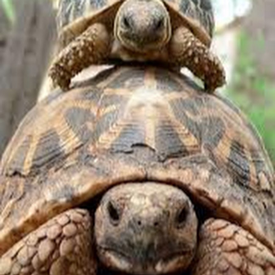 Скрытошейные черепахи