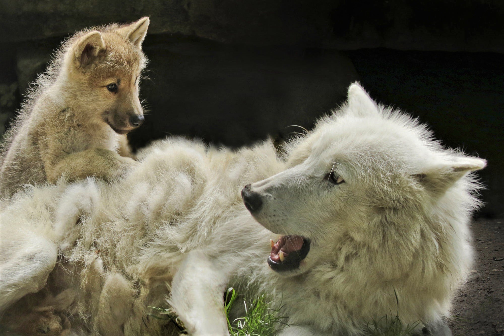 Мамы про волков. Полярный волк с волчатами. Волк волчица Волчонок семья. Волчата арктического волка. Полярный волк семья.