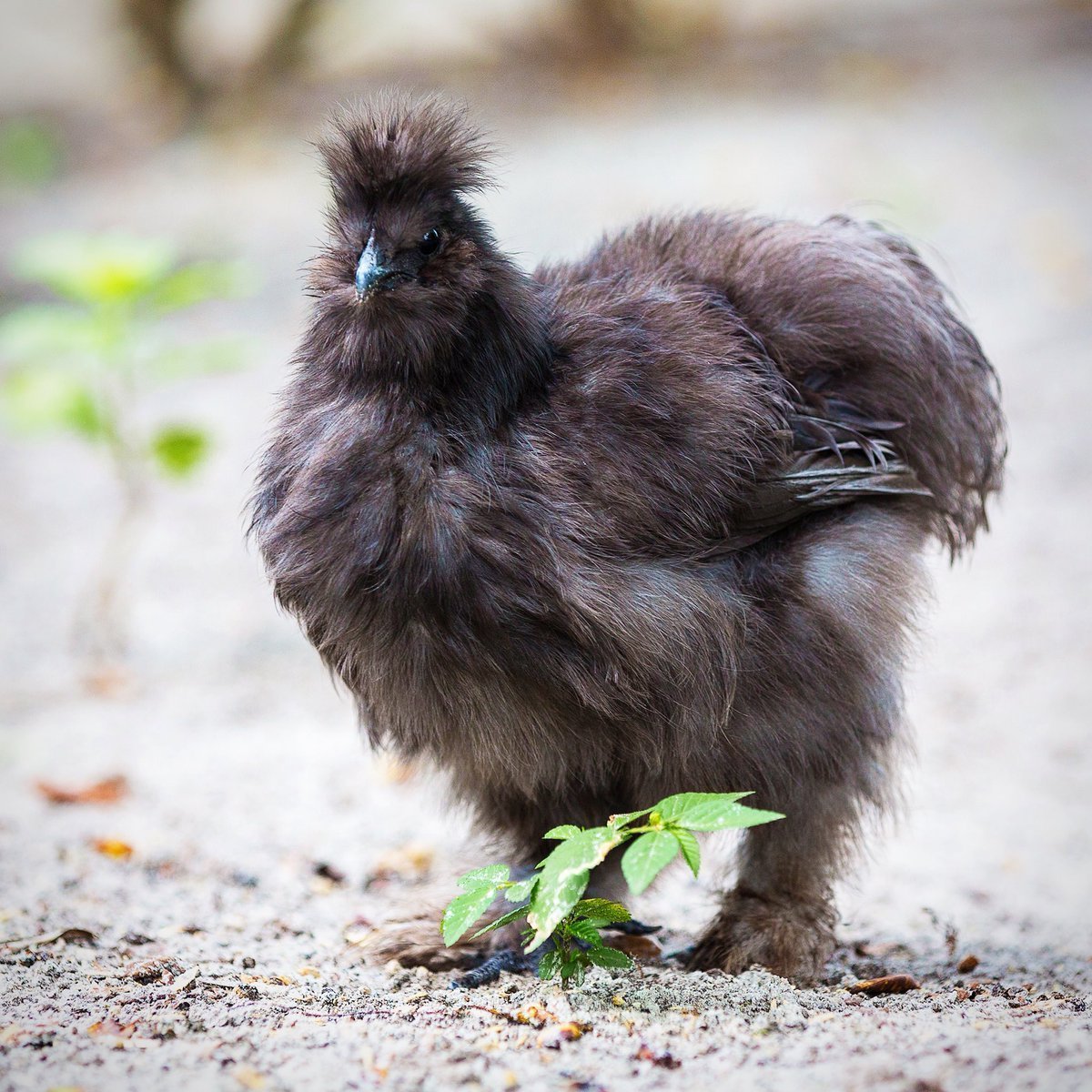 Австралорп пестрый