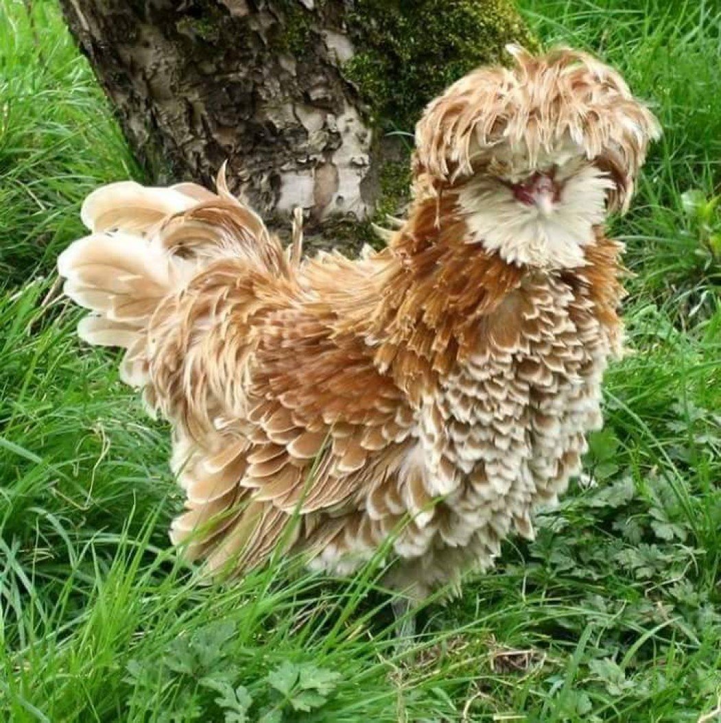 Башкирская хохлатая утка