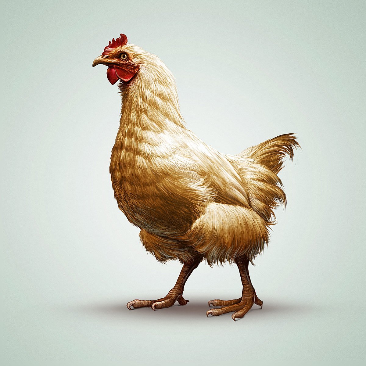 Хохлатая Курочка падуан