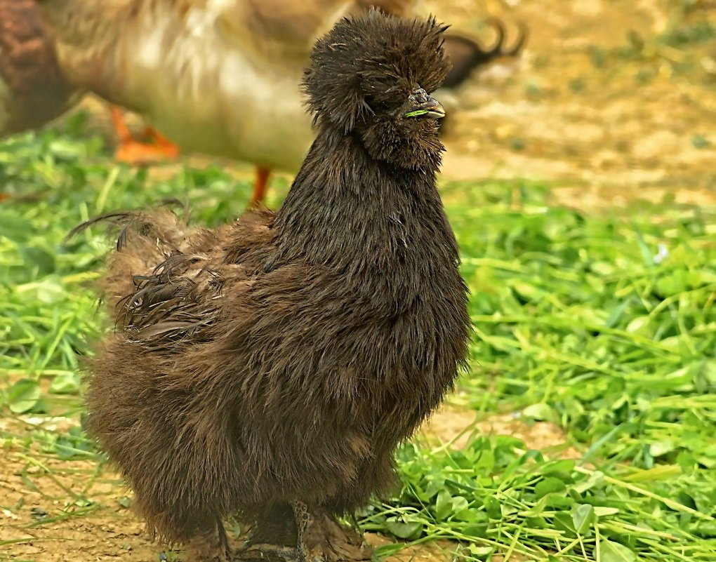 Какие самые дорогие курицы