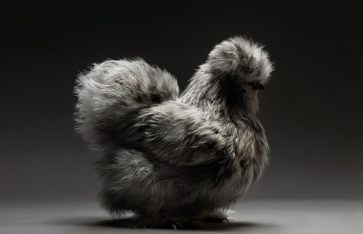 Сибирская хохлатая куры