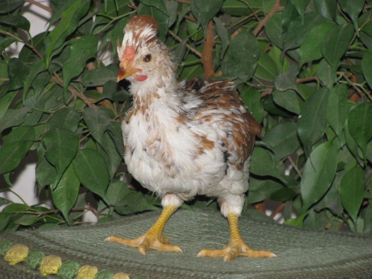Куры с петухом