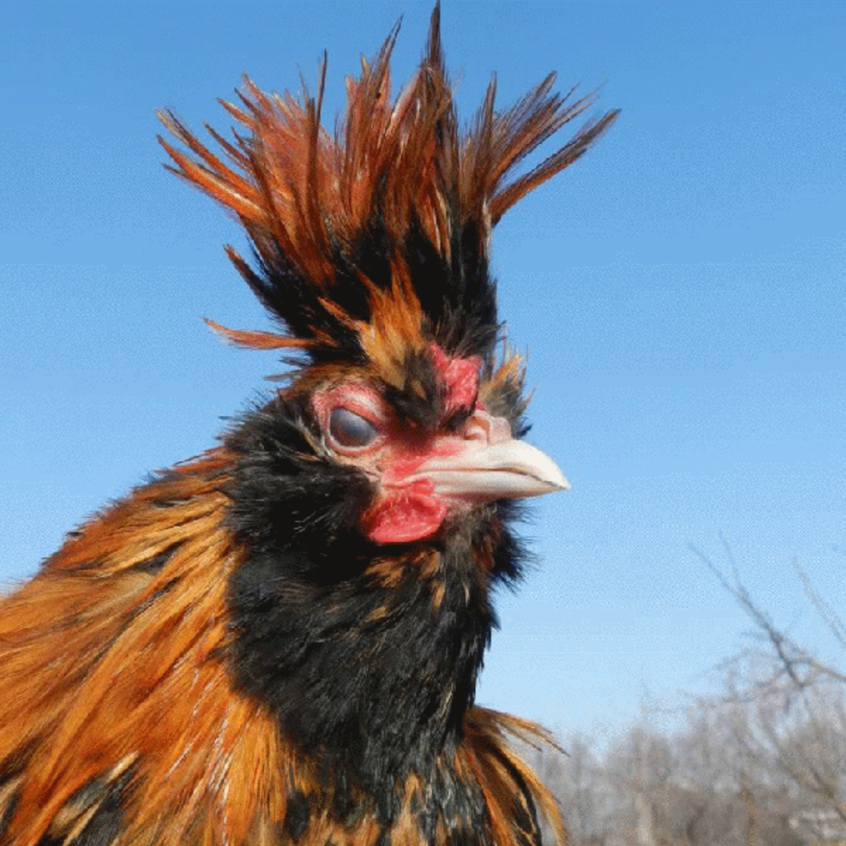 Сибирская хохлатая куры