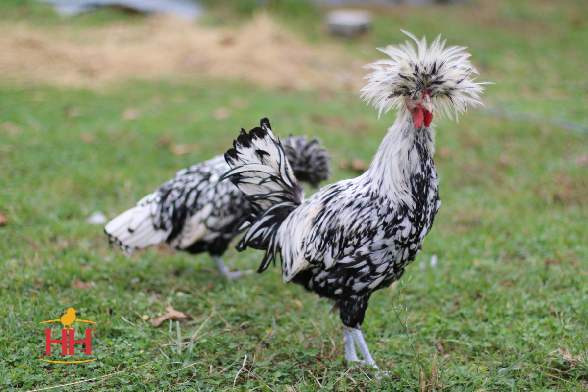 Польские хохлатые куры