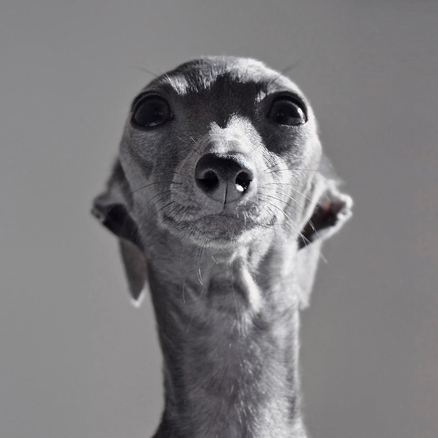 Левретка в венке