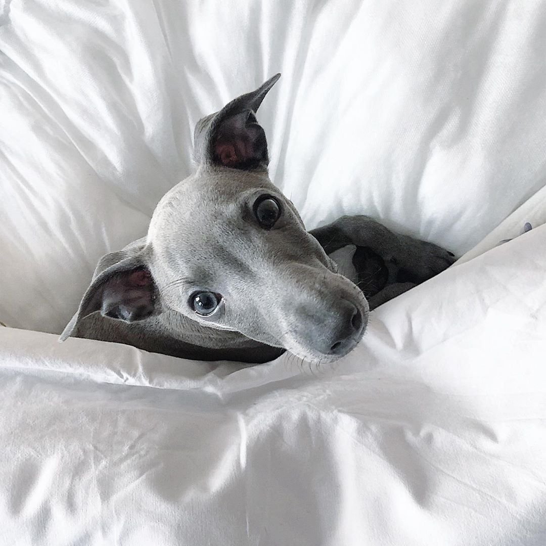 Доброе утро Левретка